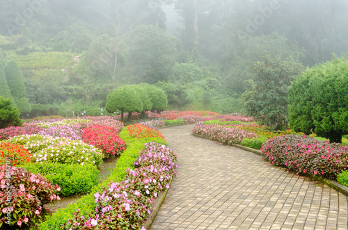 colorful flower in beautiful garden with rain fog