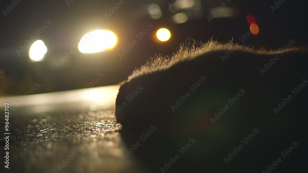 Road kill dead badger on the side of the road,night, car alarm