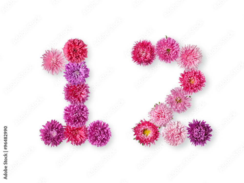 figures 1 and 2 of the bright asters on a white background
