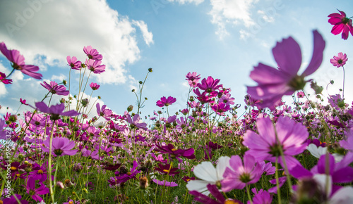 Beautiful cosmos field