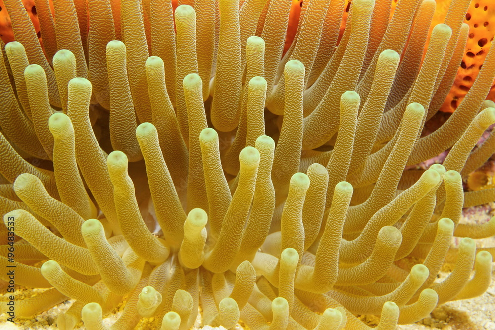 Underwater marine life tentacles of giant anemone Underwater marine life tentacles of giant anemone