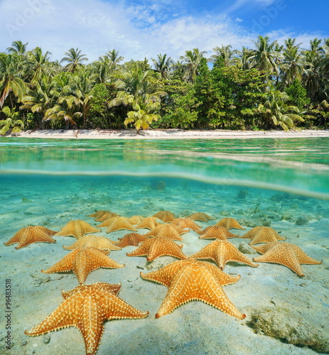 Tropical shore split with sea stars underwater