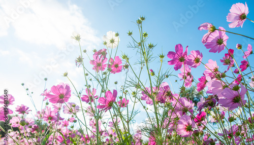 Beautiful cosmos  with blue sky