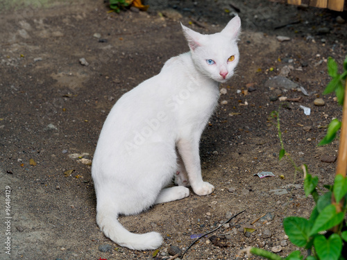Quadro em tela odd eye cat