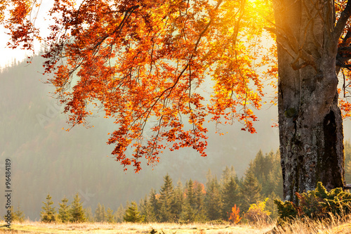 fall colors tree at sunny day