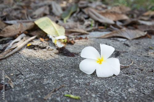 white frangipani on goround and dry leaves background photo