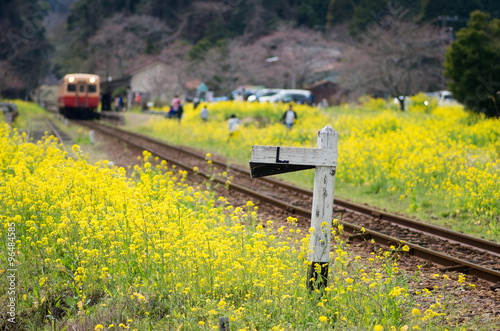 Kominato railway with canola flower,chiba(prefectures),tourism of japan 「小湊鉄道と菜の花畑」