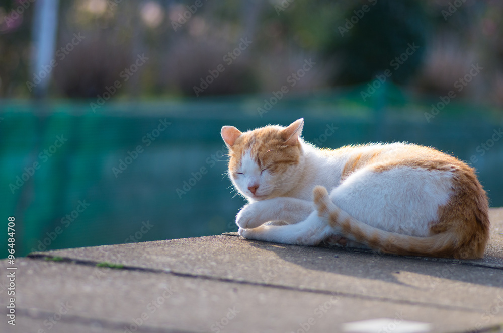 famous cat Kominato railway,chiba(prefectures),tourism of japan
「小湊鉄道の猫」 famous cat Kominato railway,chiba(prefectures),tourism of japan
「小湊鉄道の猫」