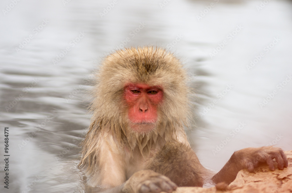 Snow monkey at Jigokudani springs,nagano(prefectures),tourism of japan
「湯田中・地獄谷野猿公園」