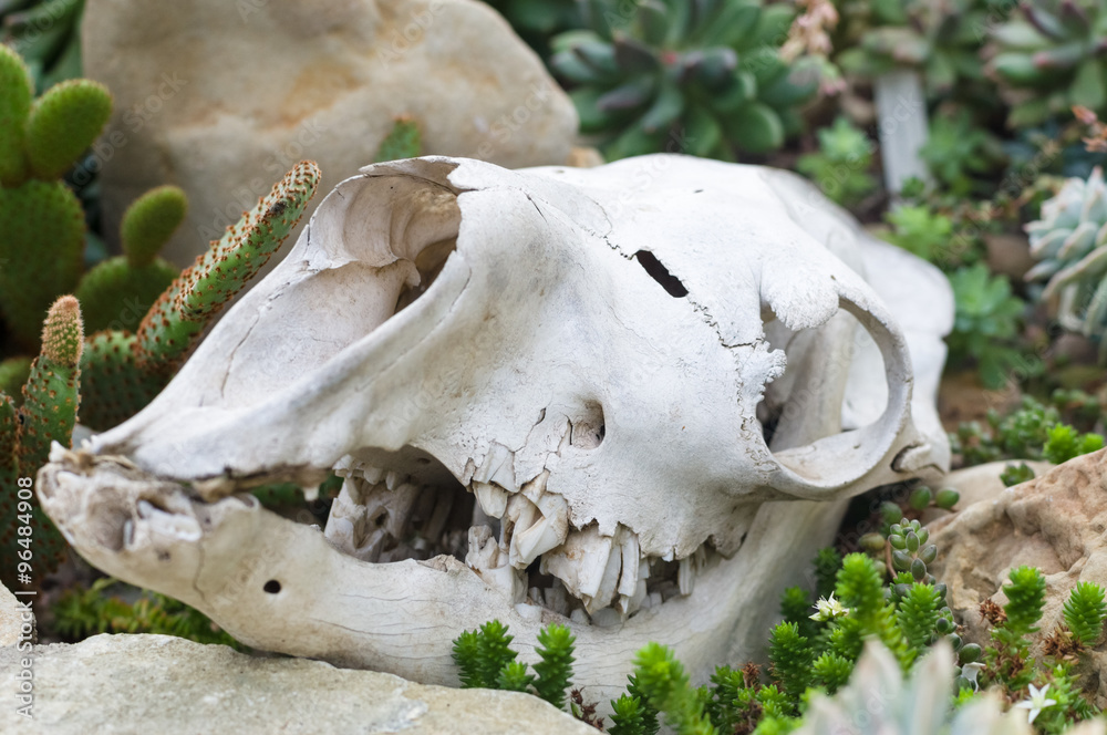 Skull on the ground near cactus and rocks Skull on the ground near cactus and rocks