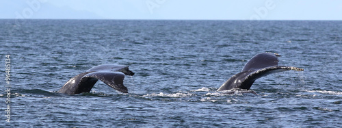 Two Humpback Whale Flukes