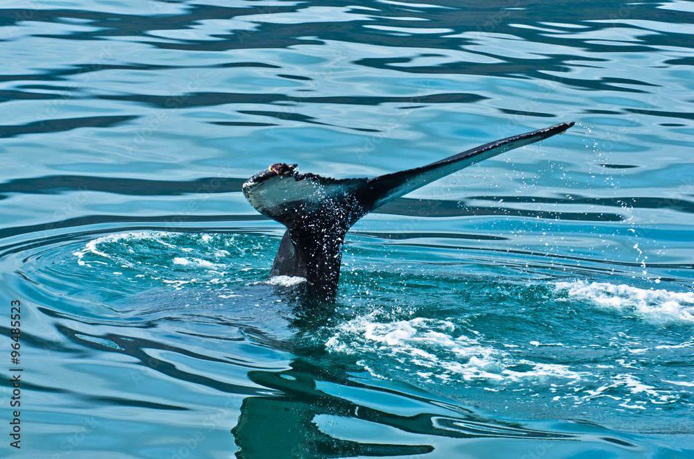 Fototapeta premium Watching humpback whale just before a dive at Husavik bay area