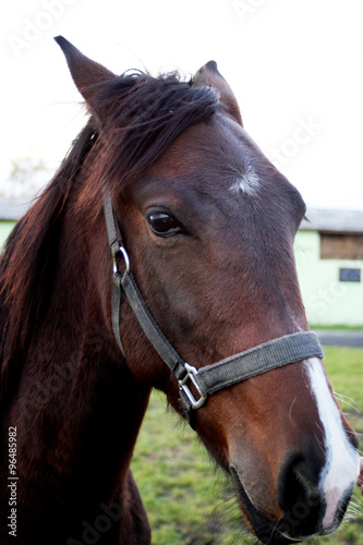 Horse
