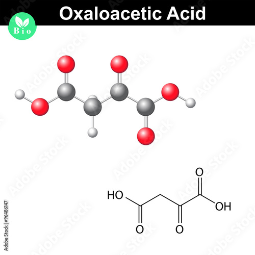 Oxaloacetic acid molecule