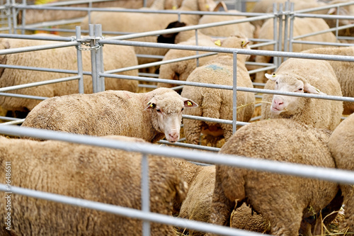 Inside a sheep farm photo