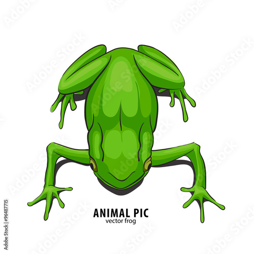 Illutration of frog