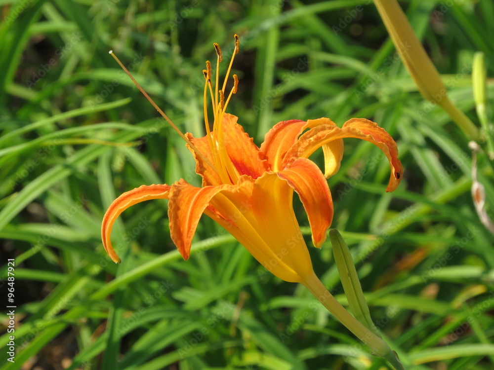 Obraz premium Orange Lily flower