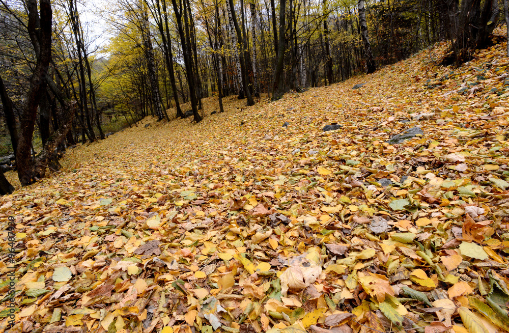 Obraz premium autumn