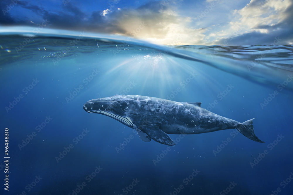 Naklejka premium wieloryb w powietrzu