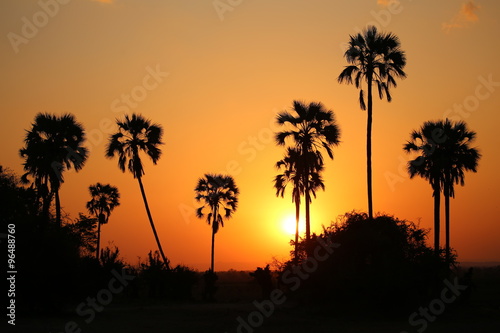 Coucher de soleil sur fond de palmiers