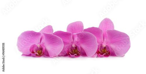three orchid flower isolated on white background