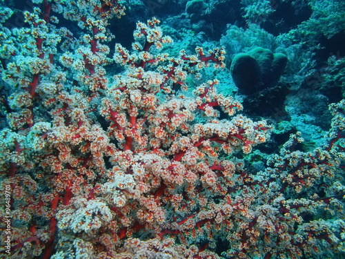 Soft coral, Island Bali