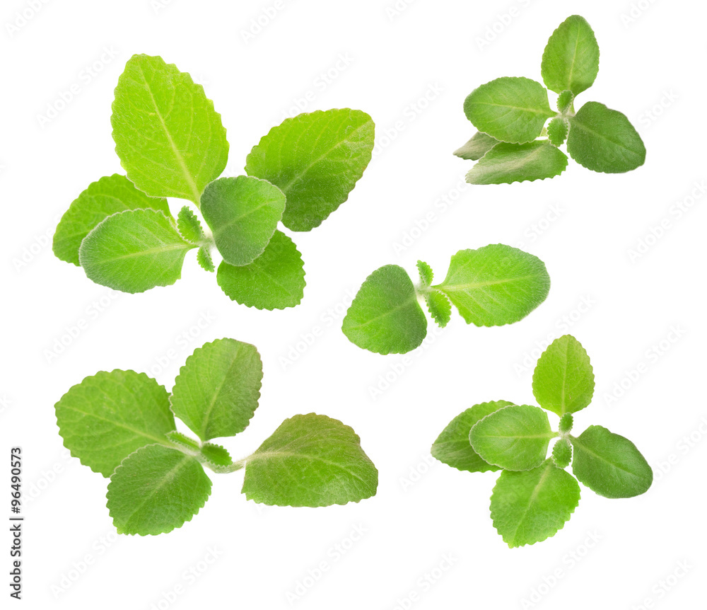 green mint leaves falling in the air isolated on white backgroun - obrazy, fototapety, plakaty 