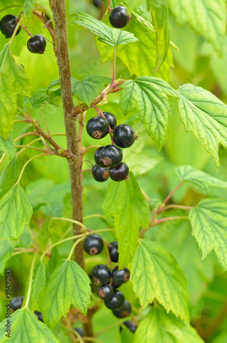 Black currant in the garden