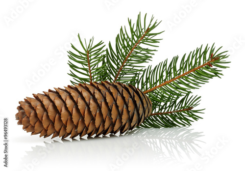 Obraz na plátně Pine cone