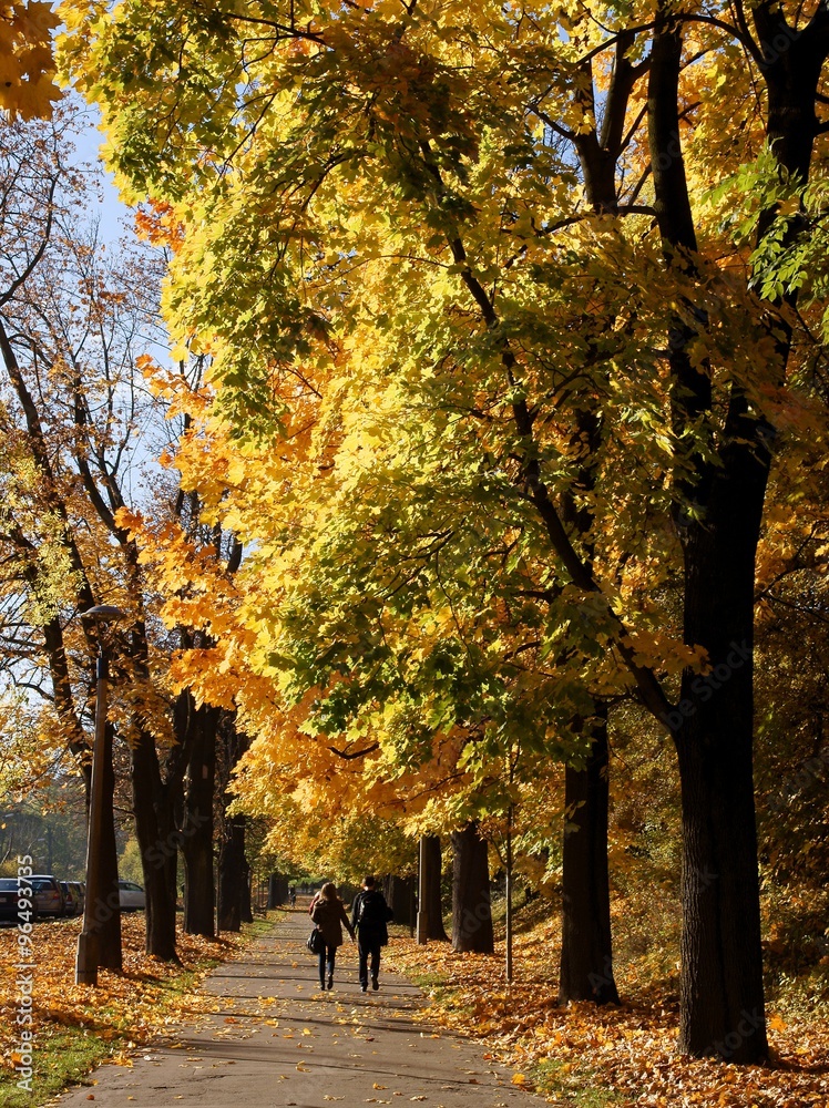 trees with yellow leaves in autumn