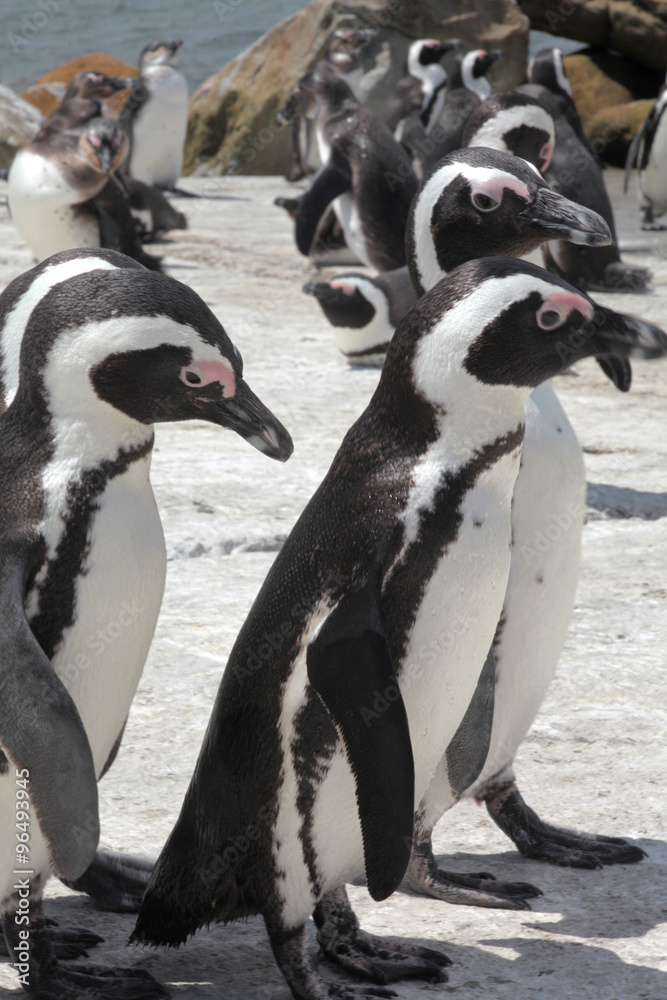 Fototapeta premium pingüinos