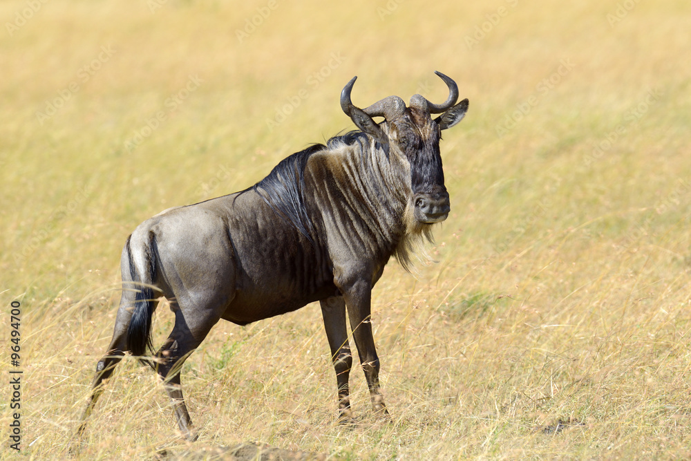 Wildebeest, National park of Kenya, Africa Wildebeest, National park of Kenya, Africa