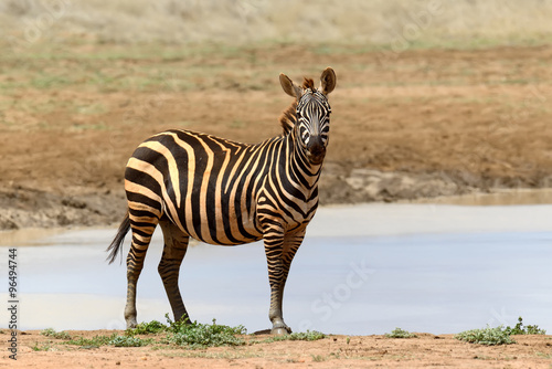 Zebra in National park of Kenya