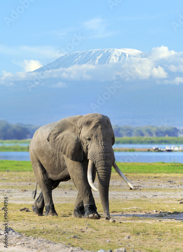 Elephant in National park of Kenya © byrdyak