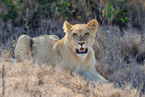 Lion in National park of Kenya  Africa