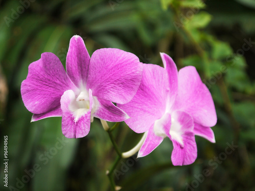 closeup Purple orchid
