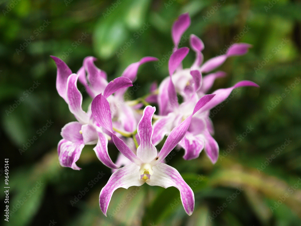 Closeup of orchid purple