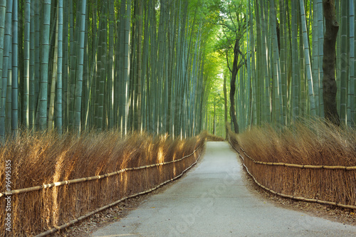 Path through Arashiyama bamboo forest near Kyoto, Japan