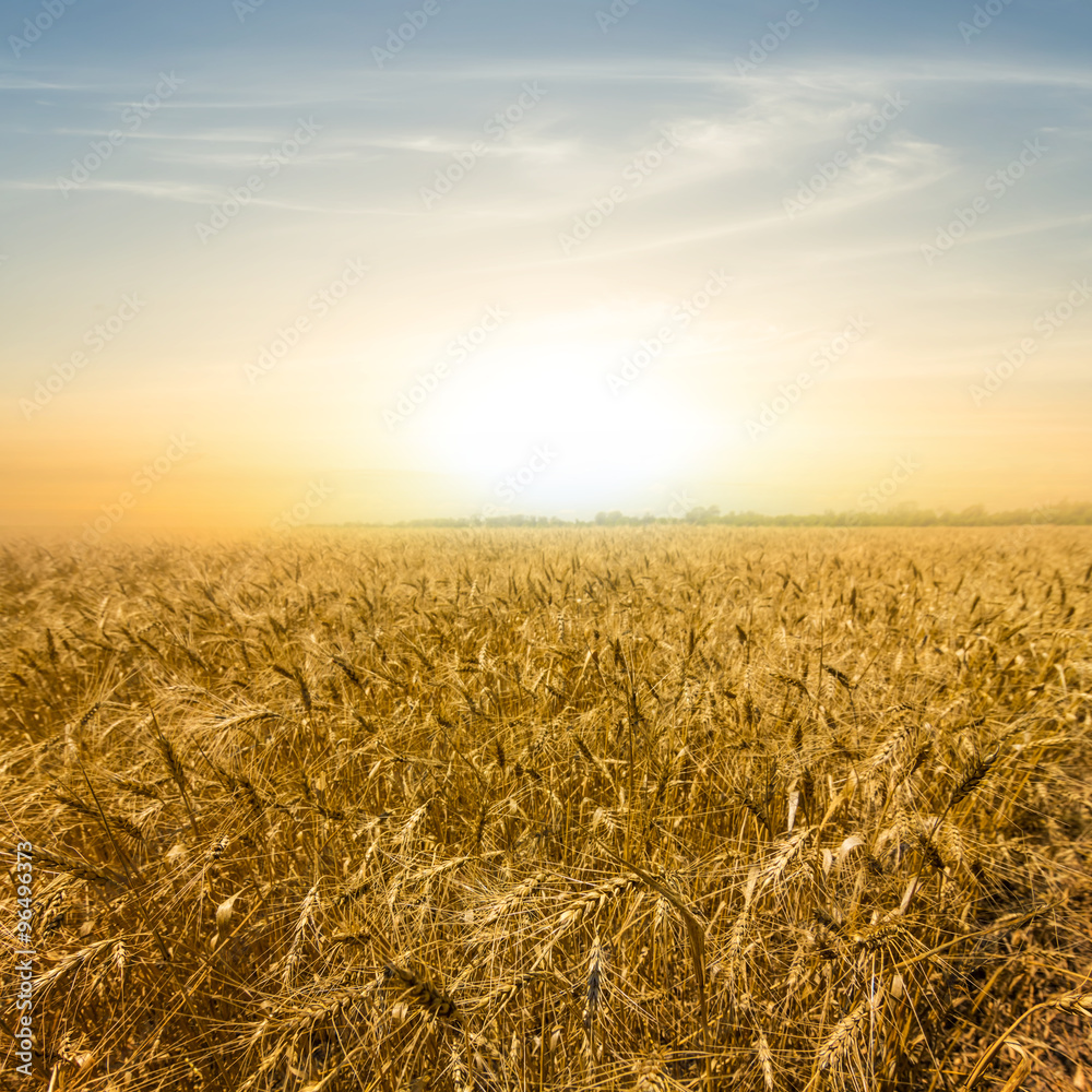 Naklejka premium pale sunset over a wheat field