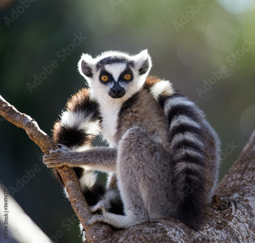 Ring-tailed lemur sitting on a tree. Madagascar. An excellent illustration.