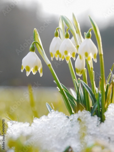 Obraz na płótnie lot of snowdrops last snow