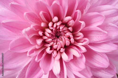 Close up of flower dahlia for background  Abstract petals flower dahlia
