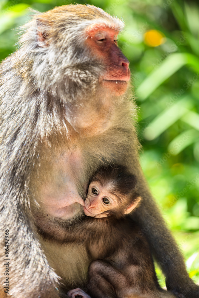 Fototapeta premium Baby monkey nursing from mother