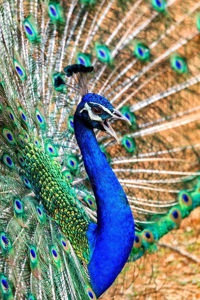 Naklejka premium Peacock closeup