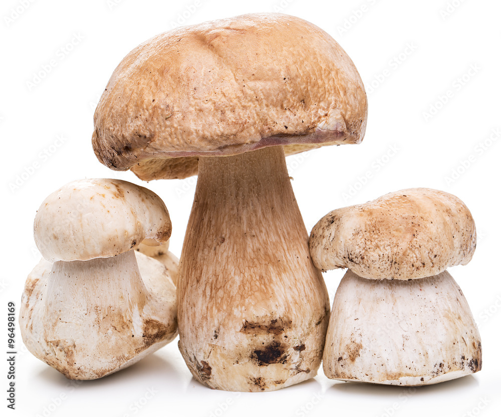 Porcini mushrooms isolated on a white background. Porcini mushrooms isolated on a white background.