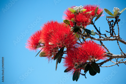 Obraz na plátně Pohutukawa in bloom

New Zealand endemic tree pohutukawa, also known as a Christmas tree as it consistently flowering around Christmas time