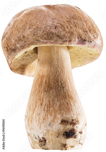Porcini mushroom isolated on a white background.