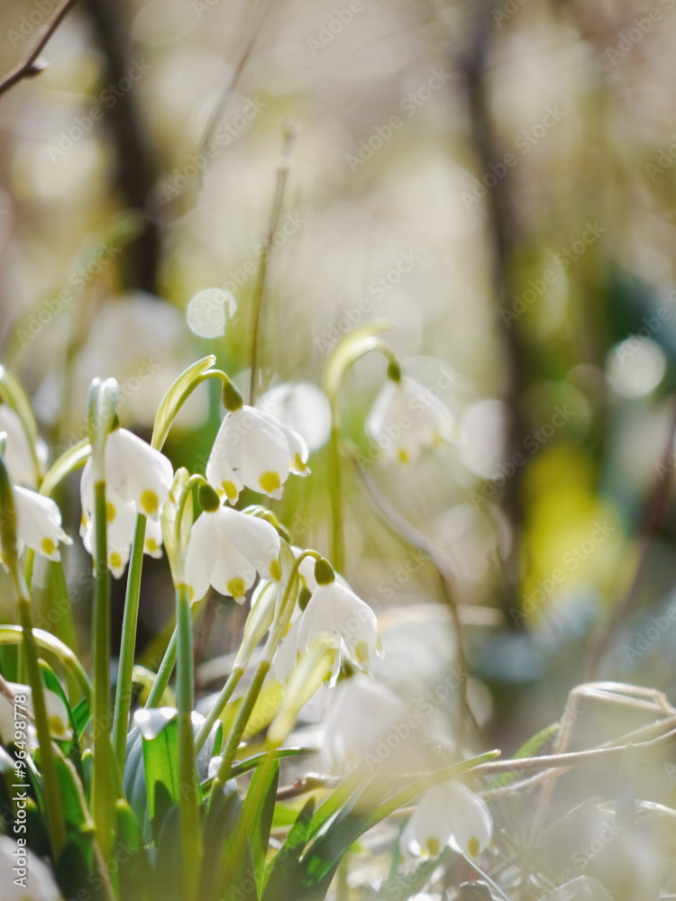 Fototapeta premium snowdrops growing out snow