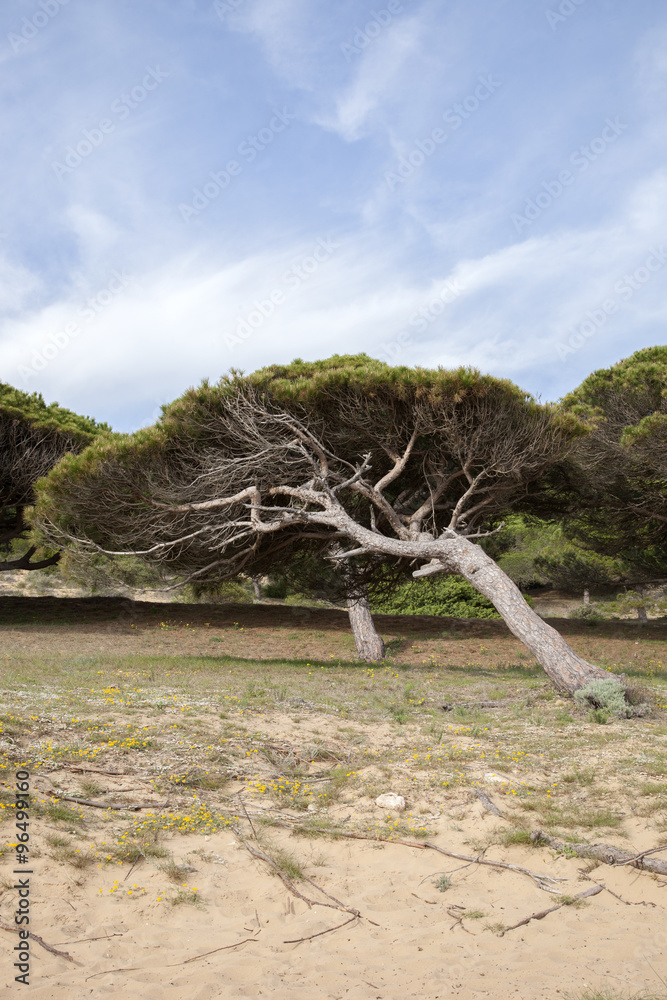 Windswept Pine Tree, Canos de Meca Beach, Cadiz