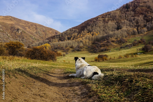 Fotografie Dog on the field